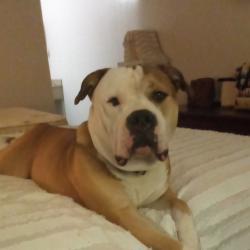 Lost Male Dog last seen Burls car dealership in Melissa tx, Melissa, TX 75454