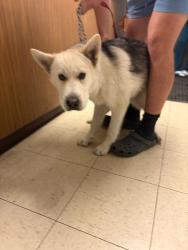 Shelter Stray Male Dog last seen Near Nadotti Rd, Stockton, CA 95215, USA, 1575 S Lincoln St, Stockton, CA 95206, USA