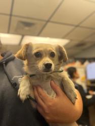 Shelter Stray Male Dog last seen Near N El Dorado St, Stockton, CA 95202, USA, 1575 S Lincoln St, Stockton, CA 95206, USA