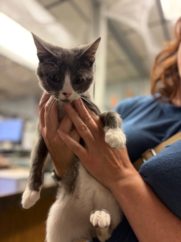 Shelter Stray Male Cat last seen Near Pacific Ave, Stockton, CA 95207, USA, 1575 S Lincoln St, Stockton, CA 95206, USA