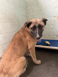 Shelter Stray Female Dog last seen Near Navy Dr, Stockton, CA 95203, USA, 1575 S Lincoln St, Stockton, CA 95206, USA