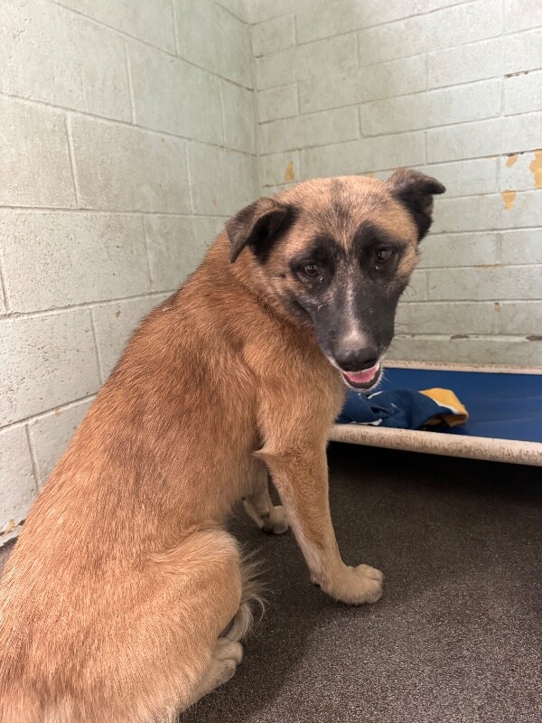 Shelter Stray Female Dog last seen Near Navy Dr, Stockton, CA 95203, USA, 1575 S Lincoln St, Stockton, CA 95206, USA