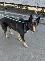 Shelter Stray Male Dog last seen Near W March Ln, Stockton, CA 95207, USA, 1575 S Lincoln St, Stockton, CA 95206, USA
