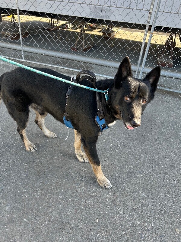 Shelter Stray Male Dog last seen Near W March Ln, Stockton, CA 95207, USA, 1575 S Lincoln St, Stockton, CA 95206, USA