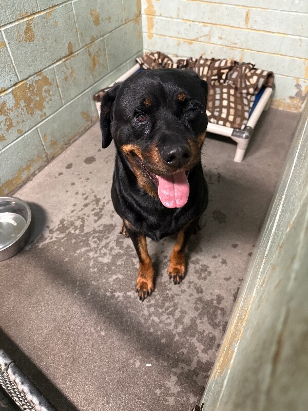 Shelter Stray Female Dog last seen Canal Blvd, Tracy, CA 95304, USA, 1575 S Lincoln St, Stockton, CA 95206, USA