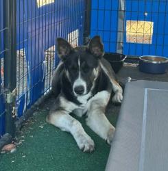 Shelter Stray Male Dog last seen Near E Main St, Stockton, CA 95215, USA, 1575 S Lincoln St, Stockton, CA 95206, USA