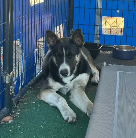 Shelter Stray Male Dog last seen Near E Main St, Stockton, CA 95215, USA, 1575 S Lincoln St, Stockton, CA 95206, USA
