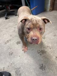 Shelter Stray Male Dog last seen Near Sydney Ln, Stockton, CA 95206, USA, 1575 S Lincoln St, Stockton, CA 95206, USA