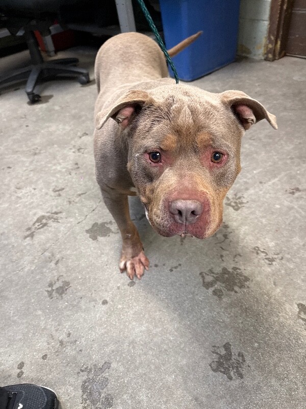 Shelter Stray Male Dog last seen Near Sydney Ln, Stockton, CA 95206, USA, 1575 S Lincoln St, Stockton, CA 95206, USA