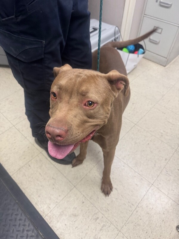 Shelter Stray Male Dog last seen Estate Dr, Stockton, CA 95209, USA, 1575 S Lincoln St, Stockton, CA 95206, USA