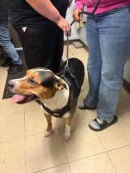 Shelter Stray Female Dog last seen Near Lincoln Center, Stockton, CA 95207, USA, 1575 S Lincoln St, Stockton, CA 95206, USA