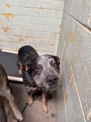 Shelter Stray Male Dog last seen Near Cumberland Pl, Stockton, CA 95219, USA, 1575 S Lincoln St, Stockton, CA 95206, USA