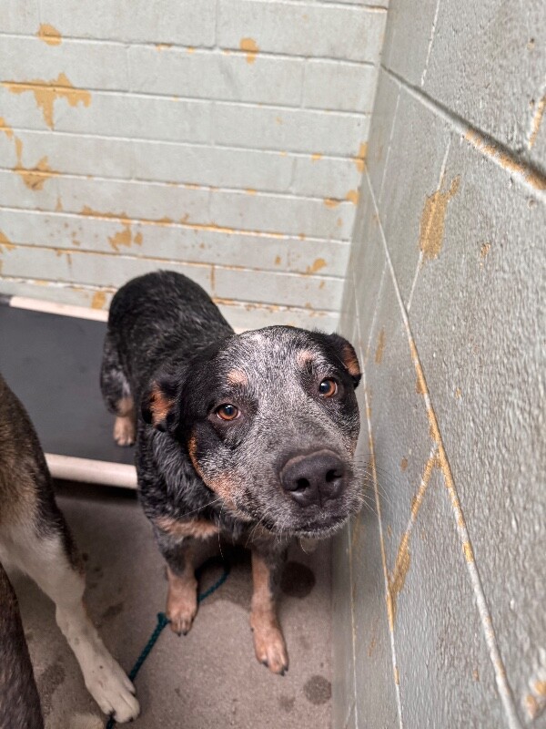 Shelter Stray Male Dog last seen Near Cumberland Pl, Stockton, CA 95219, USA, 1575 S Lincoln St, Stockton, CA 95206, USA