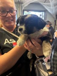 Shelter Stray Female Dog last seen Near E Charter Wy, Stockton, CA 95206, USA, 1575 S Lincoln St, Stockton, CA 95206, USA