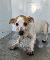 Shelter Stray Male Dog last seen Near E Sonora St, Stockton, CA 95205, USA, 1575 S Lincoln St, Stockton, CA 95206, USA