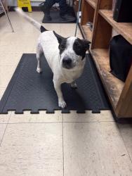 Shelter Stray Male Dog last seen Near Monte Diablo Ave, Stockton, CA 95203, USA, 1575 S Lincoln St, Stockton, CA 95206, USA