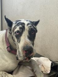 Shelter Stray Female Dog last seen Near S Stanislaus St, Stockton, CA 95206, USA, 1575 S Lincoln St, Stockton, CA 95206, USA