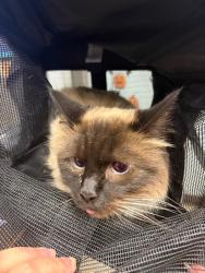 Shelter Stray Female Cat last seen Near Tailwind Ln, Stockton, CA 95219, USA, 1575 S Lincoln St, Stockton, CA 95206, USA