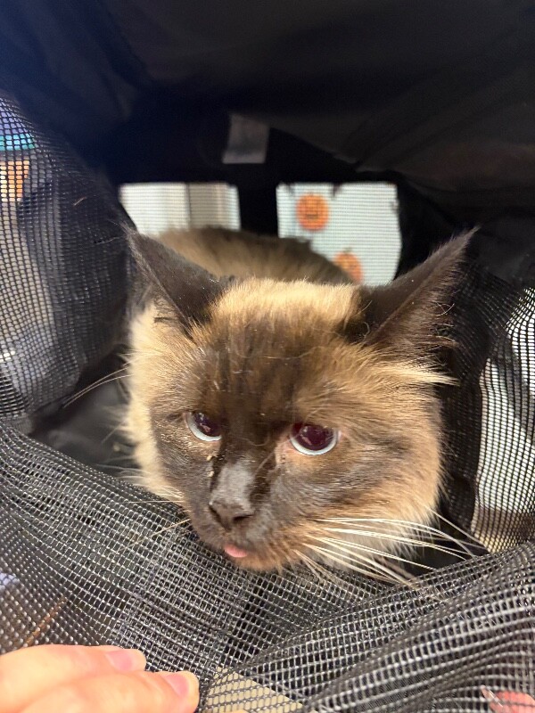 Shelter Stray Female Cat last seen Near Tailwind Ln, Stockton, CA 95219, USA, 1575 S Lincoln St, Stockton, CA 95206, USA