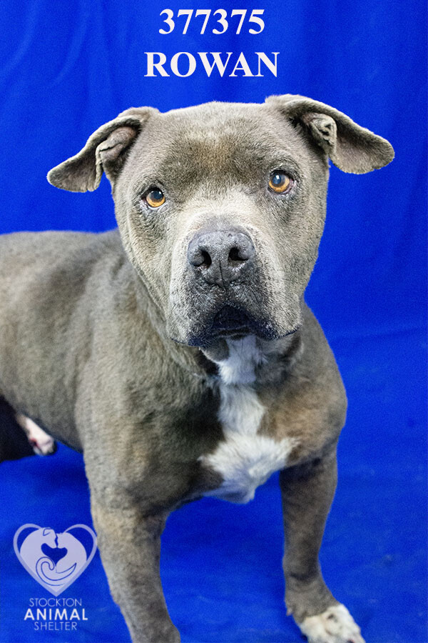 Shelter Stray Male Dog last seen Near Aurora St S, Stockton, CA 95202, USA, 1575 S Lincoln St, Stockton, CA 95206, USA