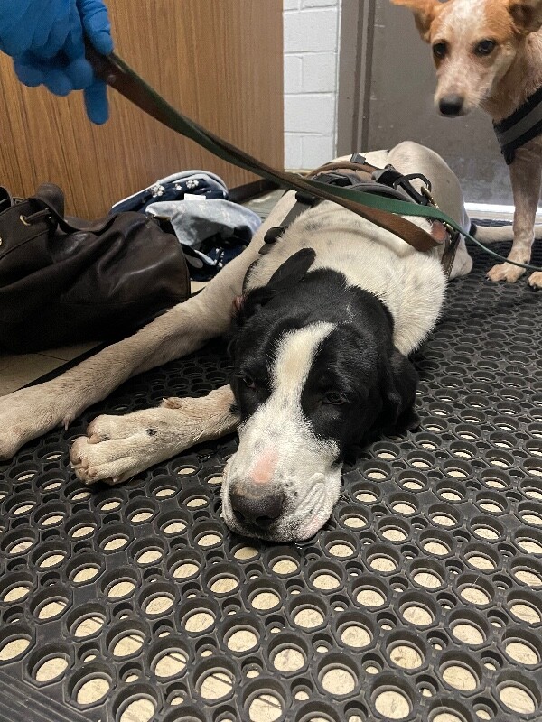 Shelter Stray Male Dog last seen Near N Waverly Rd, Linden, CA 95236, USA, 1575 S Lincoln St, Stockton, CA 95206, USA