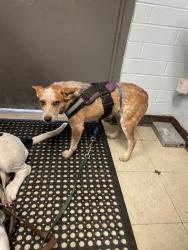 Shelter Stray Female Dog last seen Near N Waverly Rd, Linden, CA 95236, USA, 1575 S Lincoln St, Stockton, CA 95206, USA