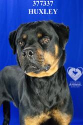 Shelter Stray Male Dog last seen Near Verstl Way, Stockton, CA 95206, USA, 1575 S Lincoln St, Stockton, CA 95206, USA