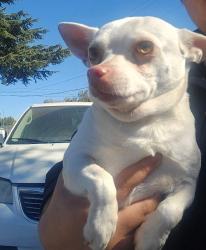 Shelter Stray Male Dog last seen Near W Harding Way, Stockton, CA 95203, USA, 1575 S Lincoln St, Stockton, CA 95206, USA