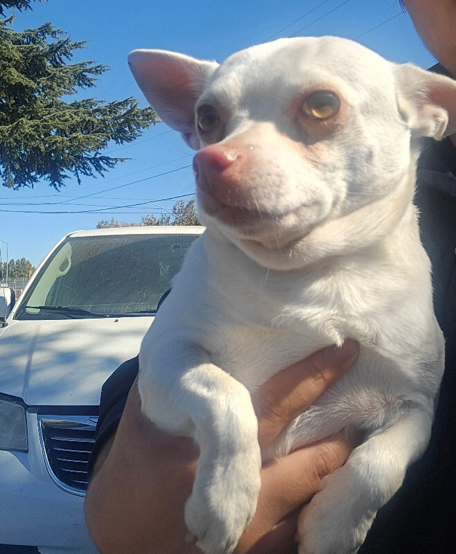Shelter Stray Male Dog last seen Near W Harding Way, Stockton, CA 95203, USA, 1575 S Lincoln St, Stockton, CA 95206, USA