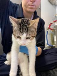 Shelter Stray Male Cat last seen Near Rose Marie Ln, Stockton, CA 95207, USA, 1575 S Lincoln St, Stockton, CA 95206, USA
