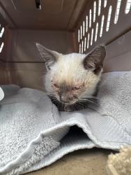 Shelter Stray Female Cat last seen Near Esperanza Way, Stockton, CA 95207, USA, 1575 S Lincoln St, Stockton, CA 95206, USA