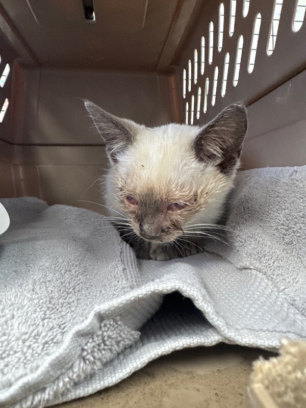 Shelter Stray Female Cat last seen Near Esperanza Way, Stockton, CA 95207, USA, 1575 S Lincoln St, Stockton, CA 95206, USA