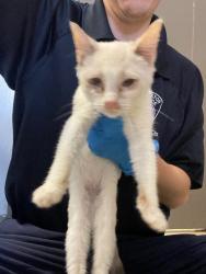 Shelter Stray Female Cat last seen Near Rose Marie Ln, Stockton, CA 95207, USA, 1575 S Lincoln St, Stockton, CA 95206, USA