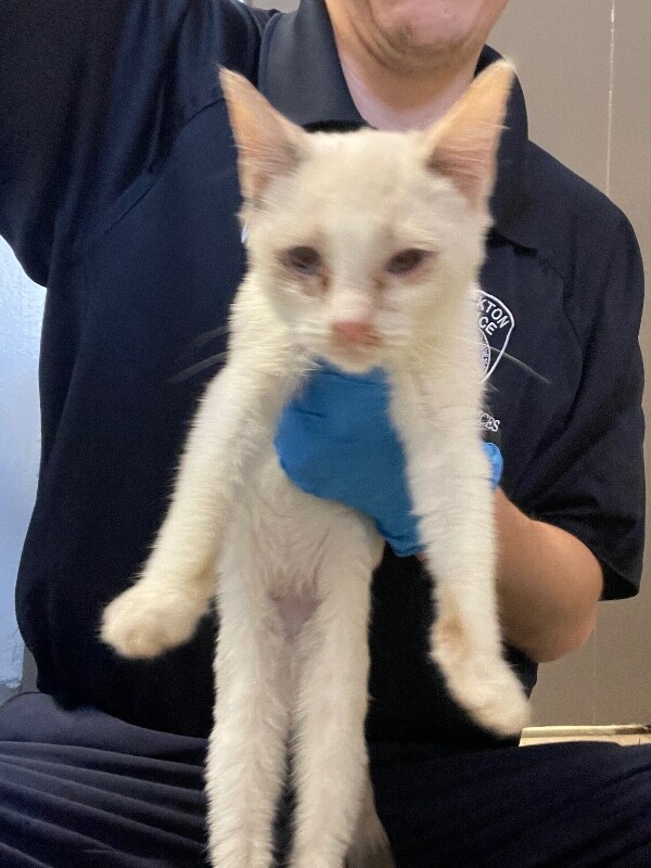 Shelter Stray Female Cat last seen Near Rose Marie Ln, Stockton, CA 95207, USA, 1575 S Lincoln St, Stockton, CA 95206, USA