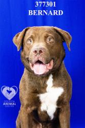 Shelter Stray Male Dog last seen Near Caywood Dr, Stockton, CA 95210, USA, 1575 S Lincoln St, Stockton, CA 95206, USA