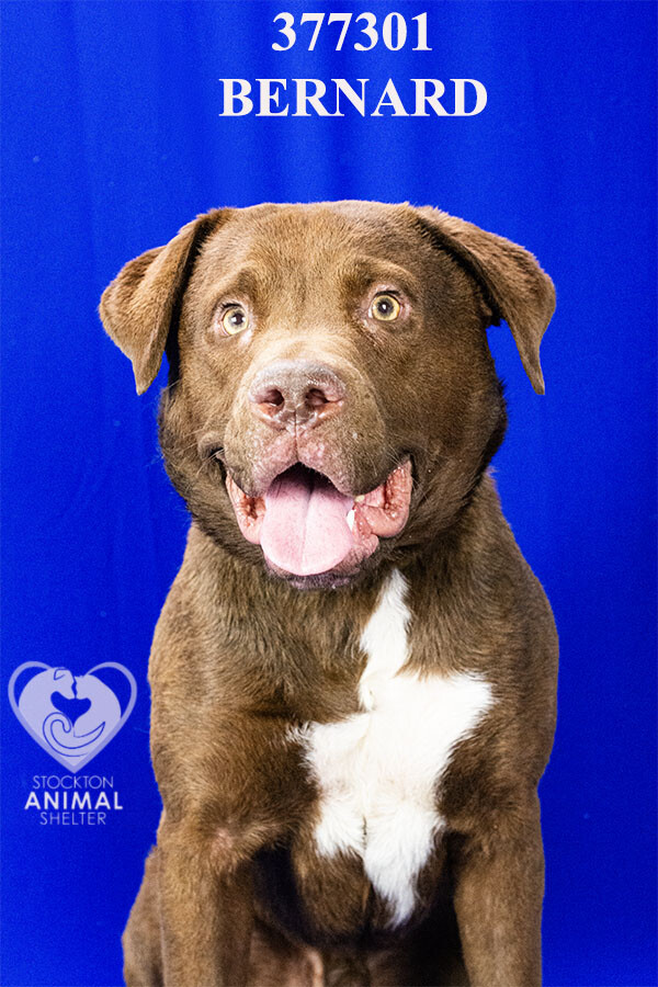 Shelter Stray Male Dog last seen Near Caywood Dr, Stockton, CA 95210, USA, 1575 S Lincoln St, Stockton, CA 95206, USA