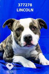 Shelter Stray Male Dog last seen Near Herndon Pl, Stockton, CA 95219, USA, 1575 S Lincoln St, Stockton, CA 95206, USA