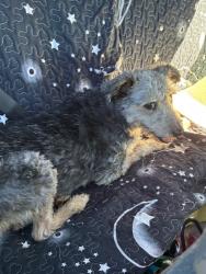 Shelter Stray Male Dog last seen Near Liberty Rd, Galt, CA 95632, USA, 1575 S Lincoln St, Stockton, CA 95206, USA