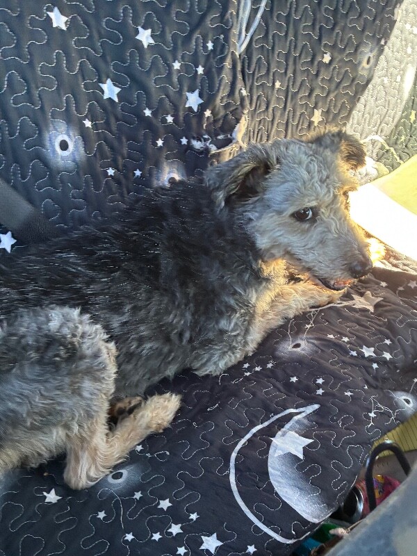 Shelter Stray Male Dog last seen Near Liberty Rd, Galt, CA 95632, USA, 1575 S Lincoln St, Stockton, CA 95206, USA