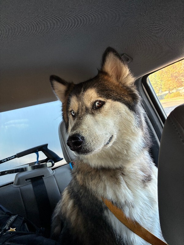Shelter Stray Male Dog last seen Kay Bridges Pl, Stockton, CA 95206, USA, 1575 S Lincoln St, Stockton, CA 95206, USA