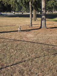 Found/Stray Unknown Dog last seen Cypress wood, Spring, TX 77379