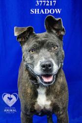 Shelter Stray Female Dog last seen Near W Church St, Stockton, CA 95203, USA, 1575 S Lincoln St, Stockton, CA 95206, USA