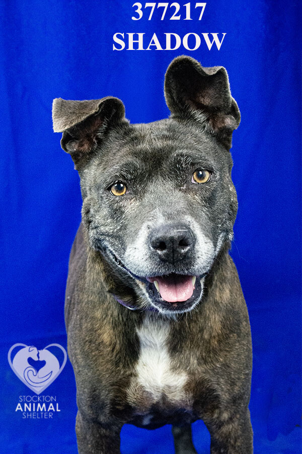 Shelter Stray Female Dog last seen Near W Church St, Stockton, CA 95203, USA, 1575 S Lincoln St, Stockton, CA 95206, USA