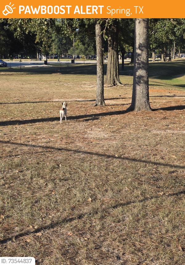 Found/Stray Unknown Dog last seen Cypress wood, Spring, TX 77379