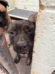 Shelter Stray Male Dog last seen Near W Church St, Stockton, CA 95203, USA, 1575 S Lincoln St, Stockton, CA 95206, USA