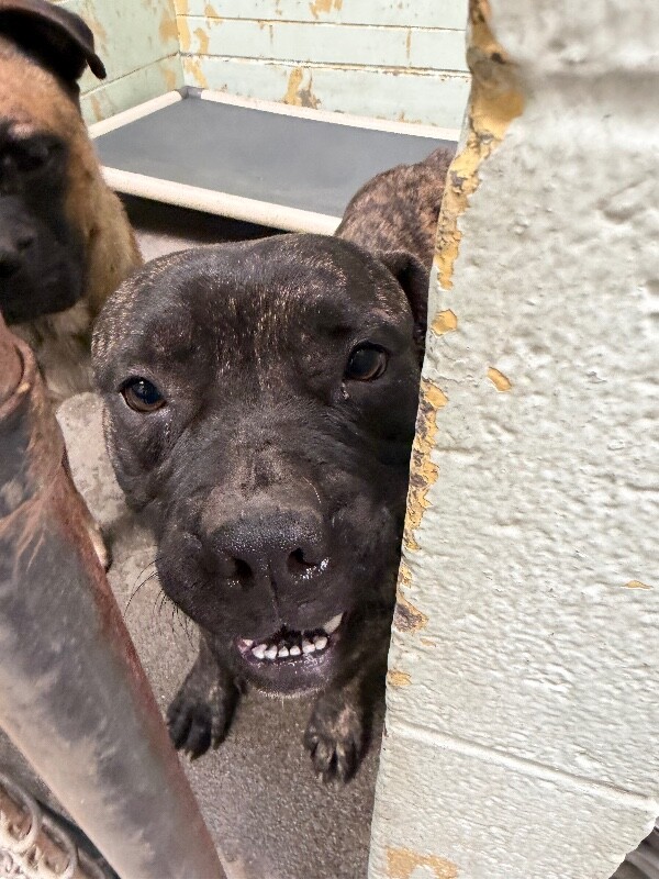 Shelter Stray Male Dog last seen Near W Church St, Stockton, CA 95203, USA, 1575 S Lincoln St, Stockton, CA 95206, USA