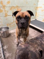 Shelter Stray Male Dog last seen Near W Church St, Stockton, CA 95203, USA, 1575 S Lincoln St, Stockton, CA 95206, USA