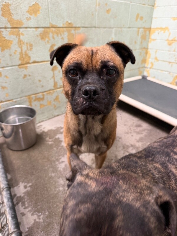 Shelter Stray Male Dog last seen Near W Church St, Stockton, CA 95203, USA, 1575 S Lincoln St, Stockton, CA 95206, USA