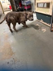 Shelter Stray Female Dog last seen Near W Bianchi Rd, Stockton, CA 95207, USA, 1575 S Lincoln St, Stockton, CA 95206, USA