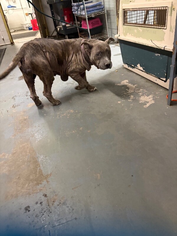 Shelter Stray Female Dog last seen Near W Bianchi Rd, Stockton, CA 95207, USA, 1575 S Lincoln St, Stockton, CA 95206, USA